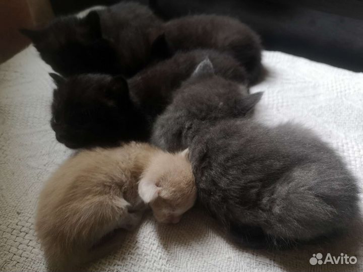 Котенок в дар бесплатно
