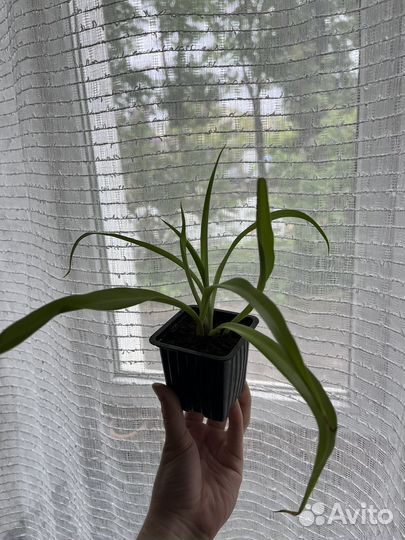 Хлорофитум хохлатый капский