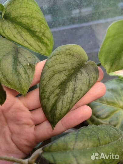 Сортовые сциндапсусы