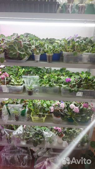 Детки сортовых фиалок