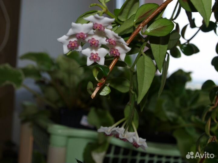 Хойи сортовые