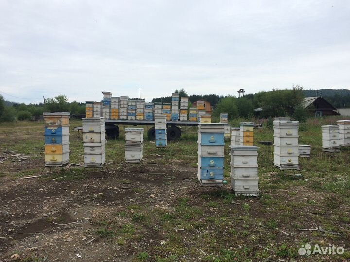 Мёд таежный. Мед натуральный, перга