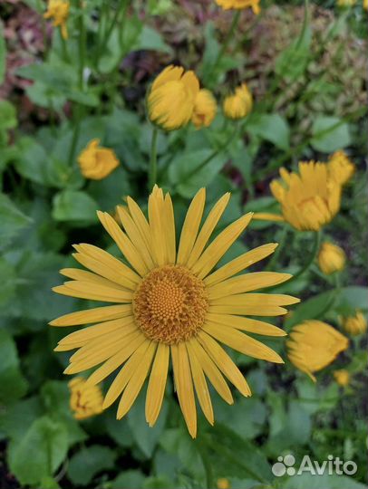 Флоксы, Безвременник, Желтая ромашка