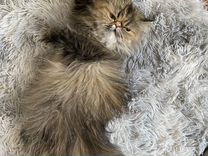 Персидская кошка на вязку