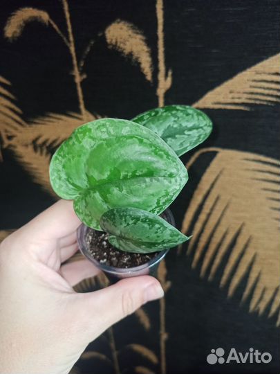 Сциндапсусы