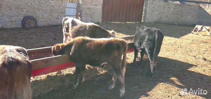 Телята бычки