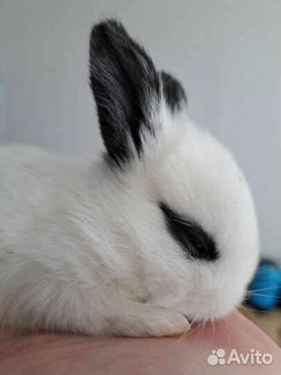 Декоративные кролики