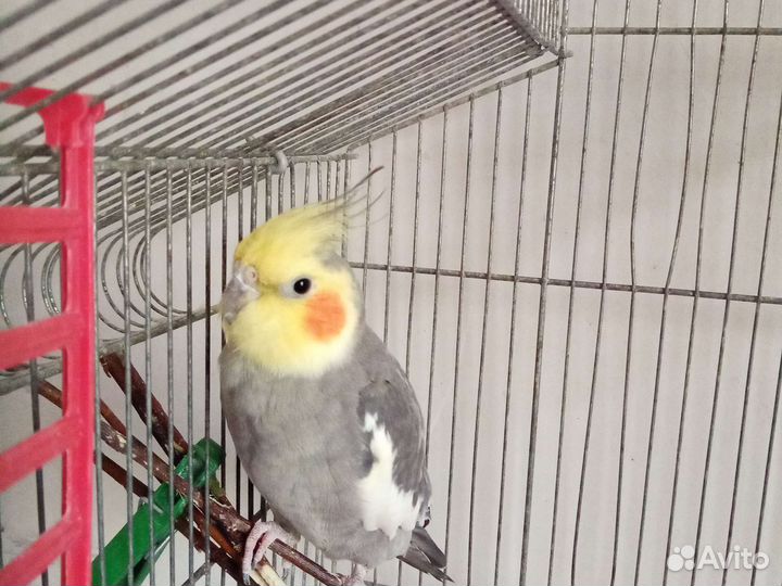 Попугай корелла самец