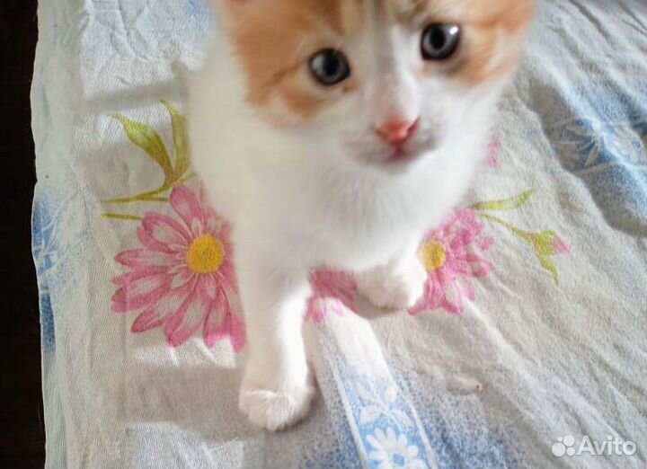 Котята