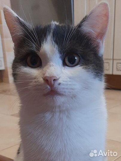 Котенок в добрые руки