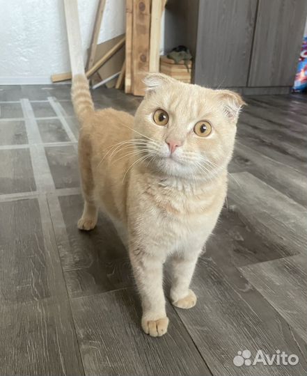 Кот отдам в добрые руки