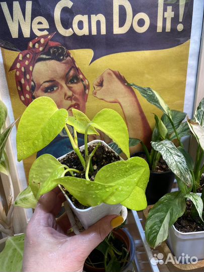 Эпипремнум (сциндапсус) в ассортименте