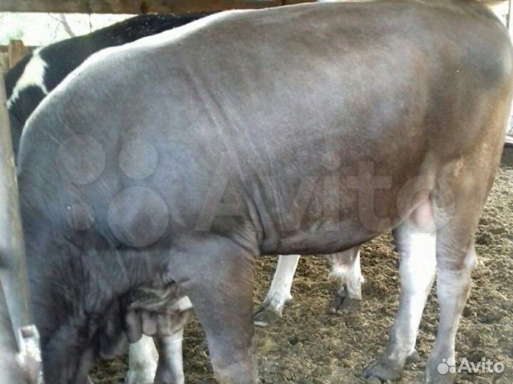 Бычки телята