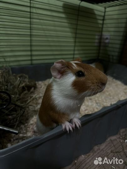 Морские свинки 2 шт с клеткой