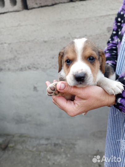 Щенки эстонской гончей