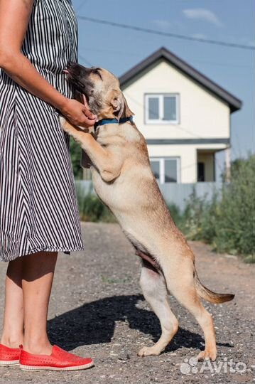 Щенок подросток в добрые руки