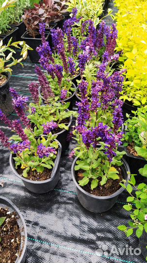 Шалфей,Лаванда, пузереплодник Дьяболо,барбарисы