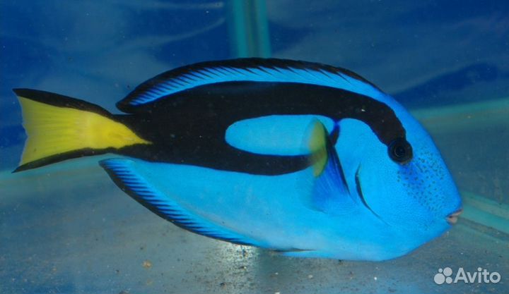 Морские рыбки