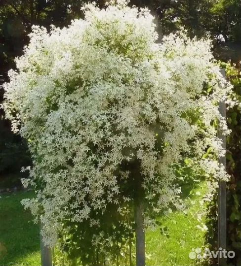 Клематисы