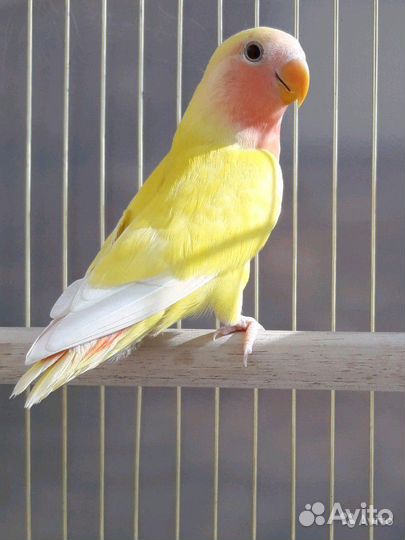 Продаю попугайчиков-Неразлучников