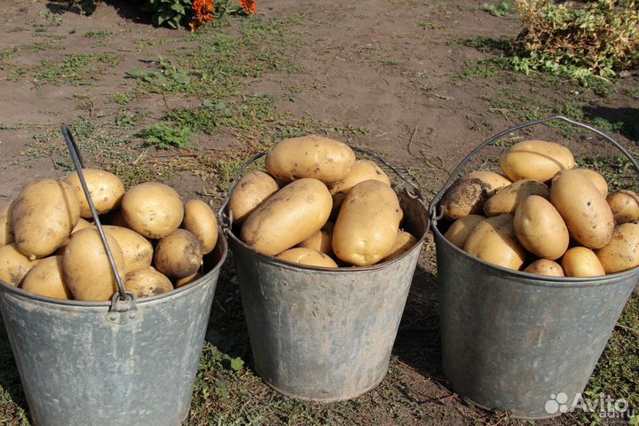 Картошечка с личного участка