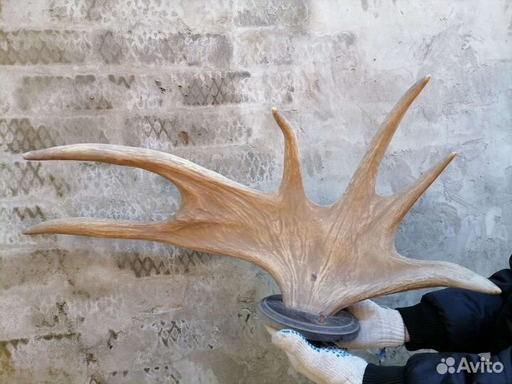 Рога оленя