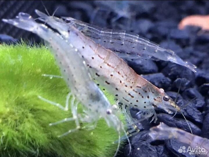 Креветки Амано