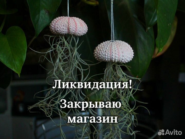 Тилландсия уснеевидная