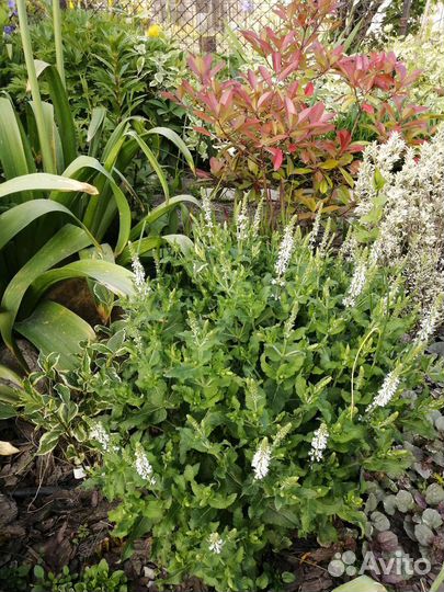 Тысячелистник сортовой