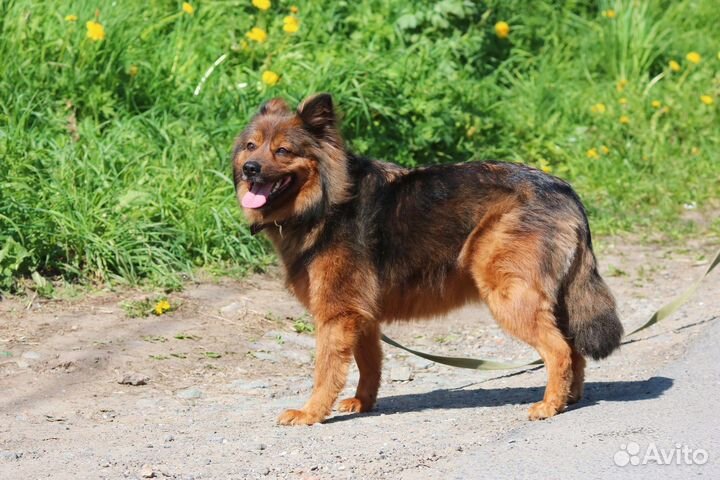 Пушистая Лиззи