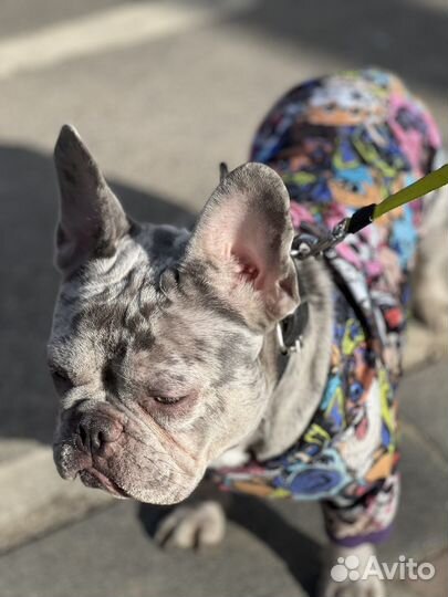 Вязка французский бульдог