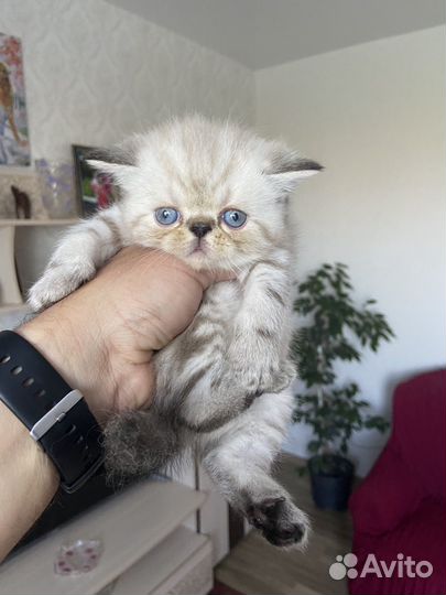 Персы экзоты