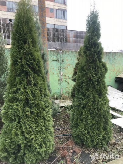 Туя западная Смарагд Экстра