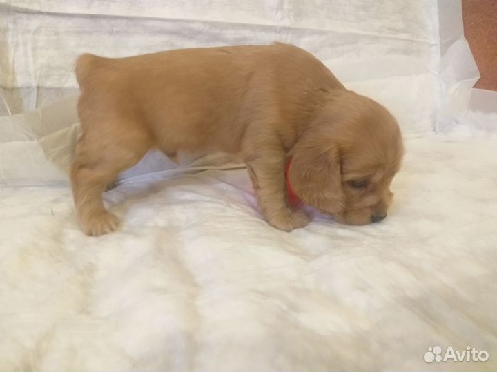 Щенки спаниеля