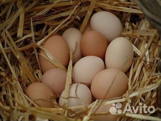 Куры молодки несушки