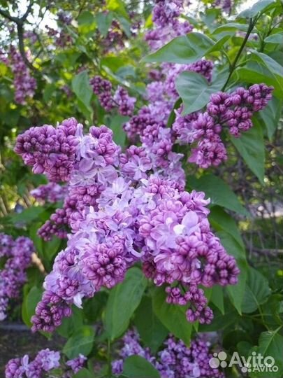 Сирень сортовая