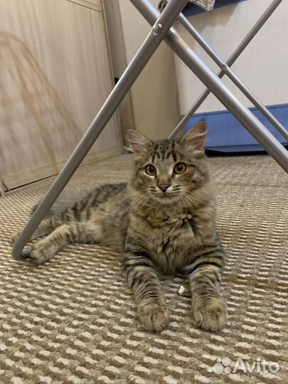 Котик в добрые руки