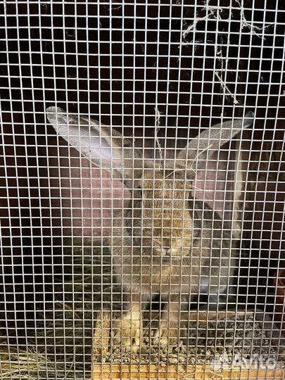 Продам мясо кролика 450р/кг