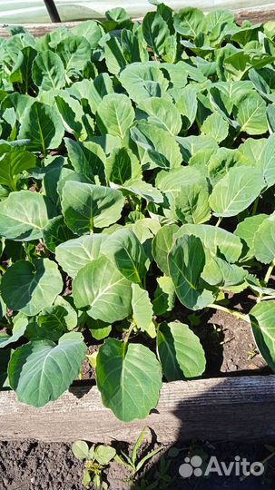 Рассада помидор