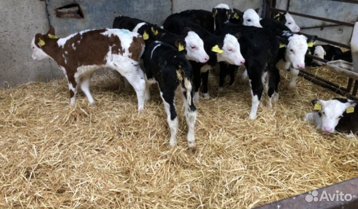 Бычки Абердин и лимузин помесь