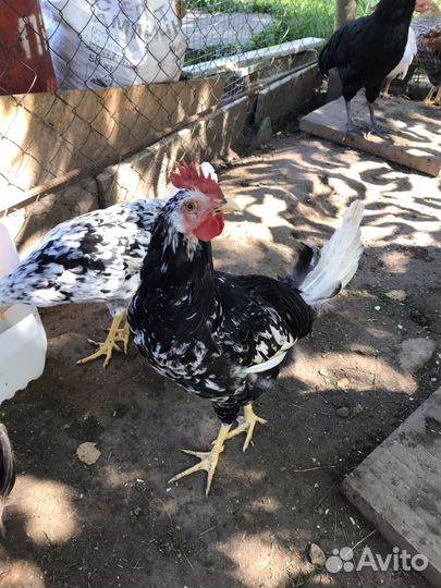 Петух маран леггорн австралорп