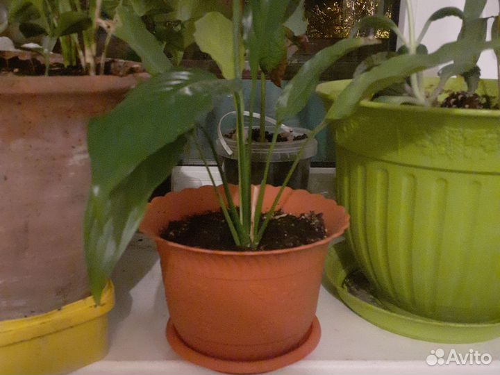 Женское счастье спатифилум