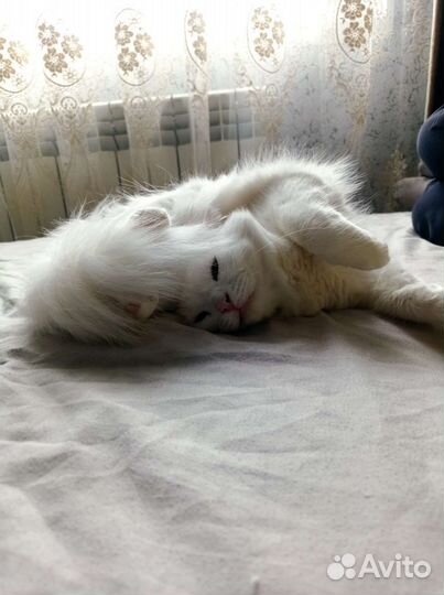 Отдам в хорошие руки бесплатно нашу сонечку