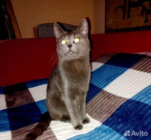 Кошка вязка