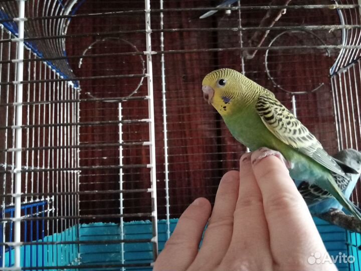 Волнистые попугаи Калининский