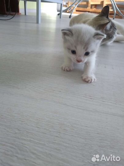 Котик оказался кошечкой