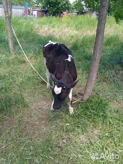 Телята телочки