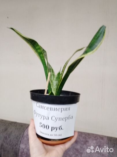 Сансевиерия