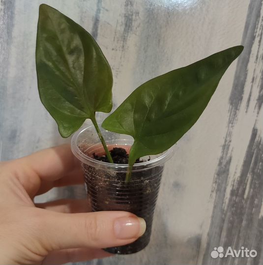 Сингониумы