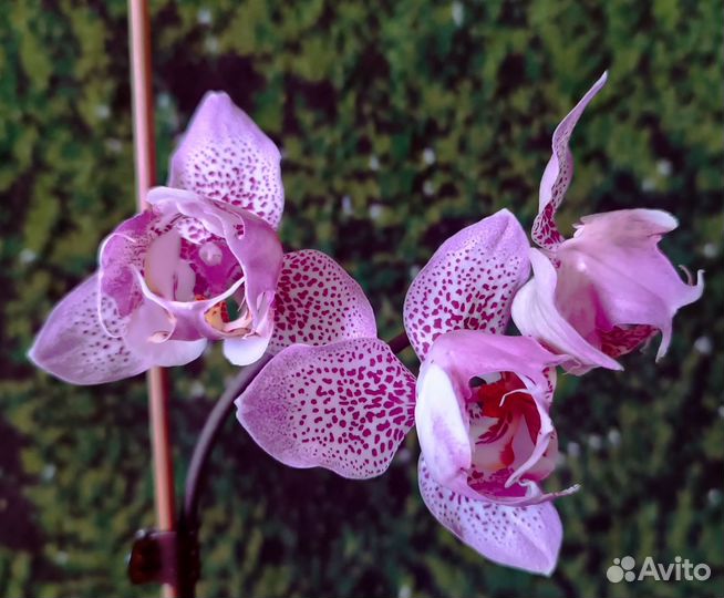 Орхидея фаленопсис Leopard Prince 